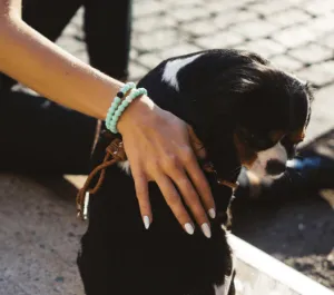 Animal Rescue Lokai Bracelet