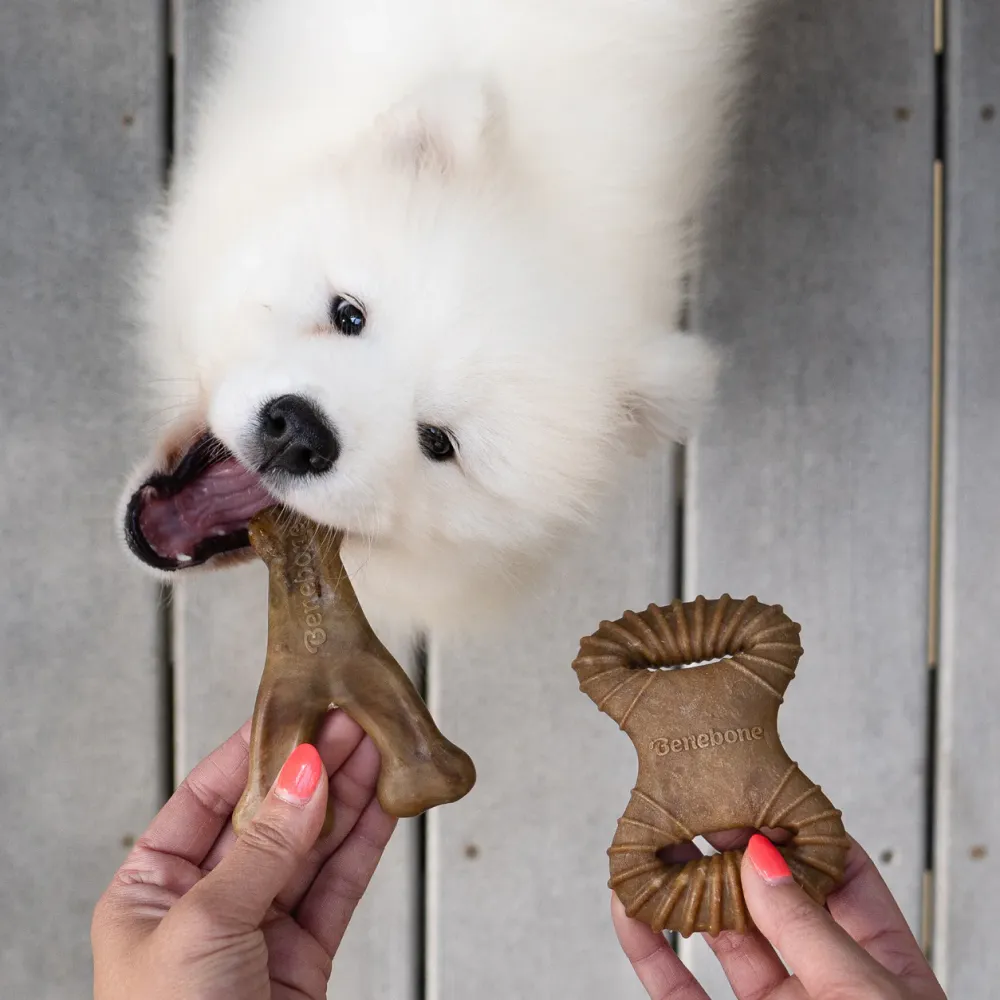 Benebone Bacon Flavored Dental and Wishbone Chew Toys for Dogs