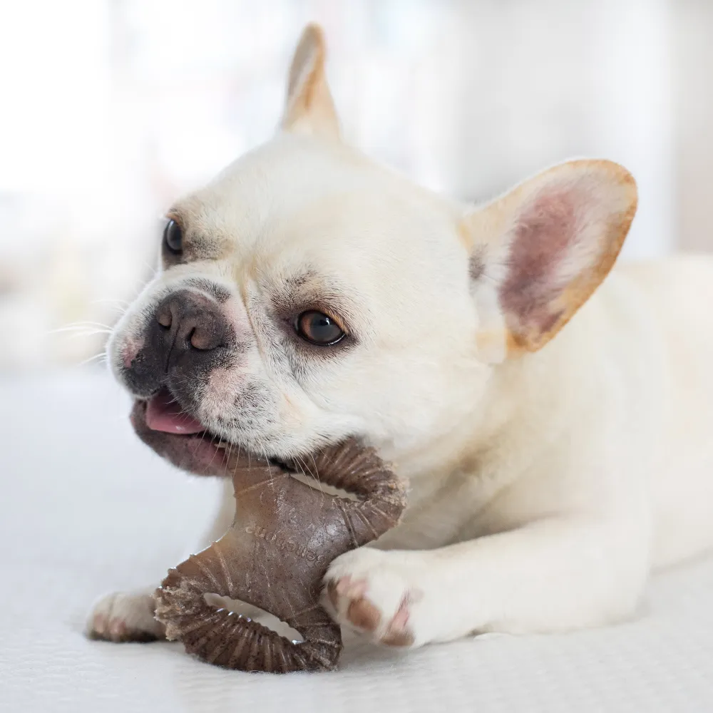 Benebone Bacon Flavored Dental and Wishbone Chew Toys for Dogs