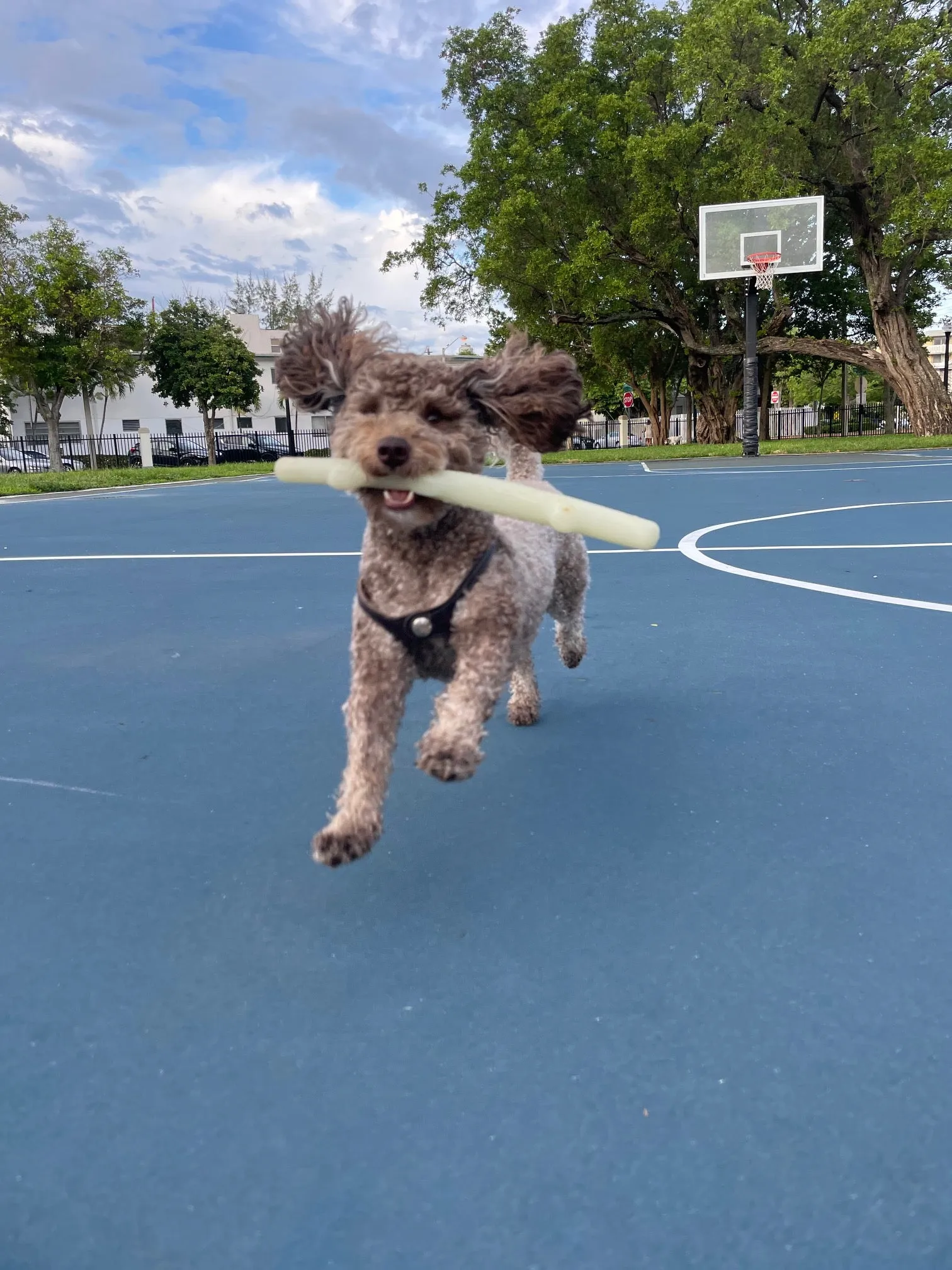 Fetch & Glow Stick - USA Made