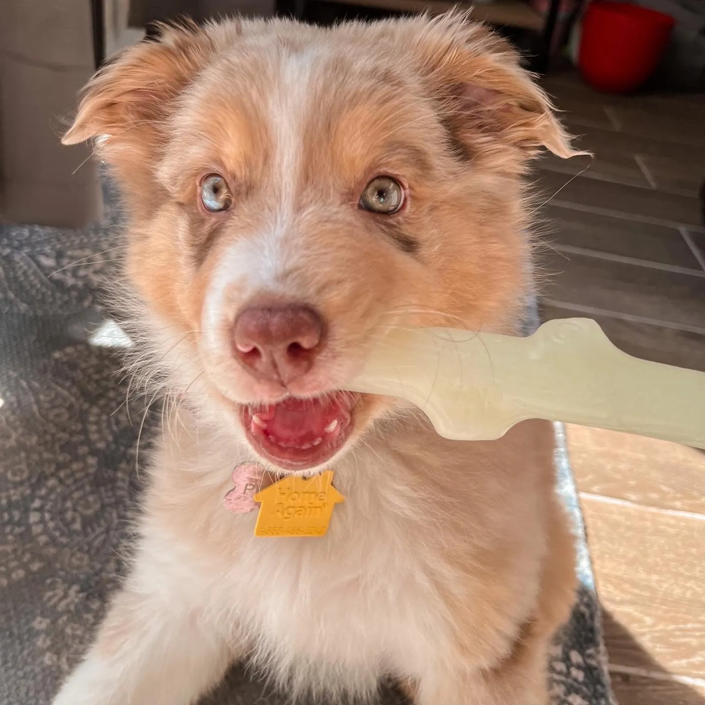 Fetch & Glow Stick - USA Made