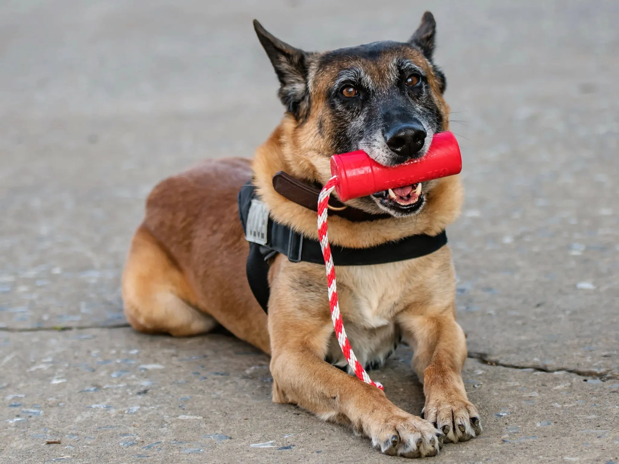 Tug Toy | Firecracker
